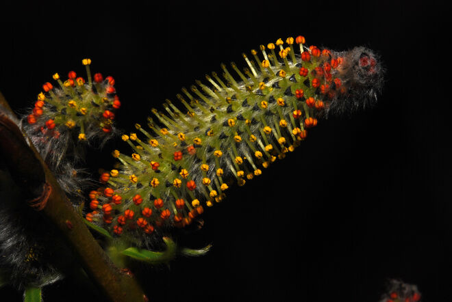 Farbenpracht im "Kleinen"