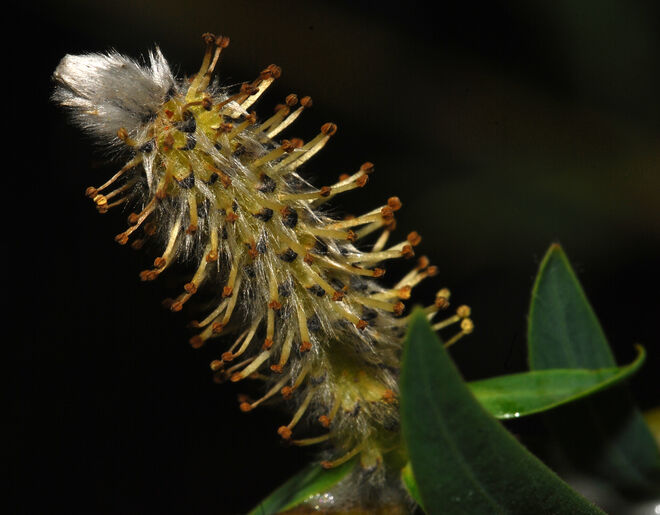 Verblüht, aber noch immer schön