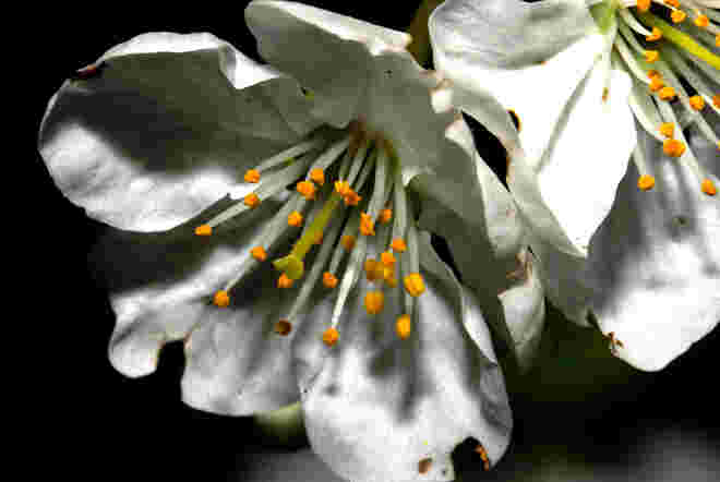 Weichselblüte