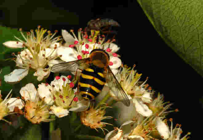 Wespenschwebfliege