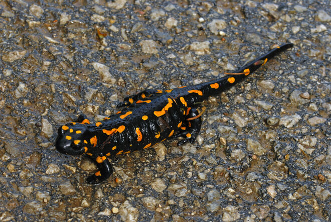 Gefährliche Straßenüberquerung