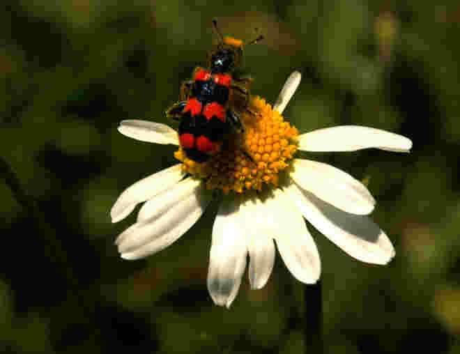 Bienenkäfer