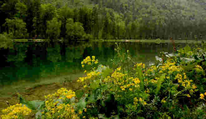 Gelb-grün am hinteren Bluntausee