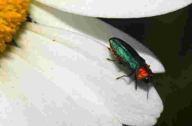 Glänzender Eckschildprachtkäfer(5-7mm)