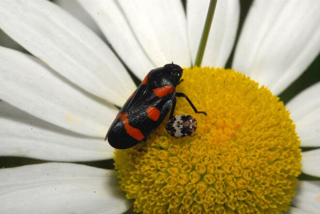 Blutzikade und Wollkrautblütenkäferschen
