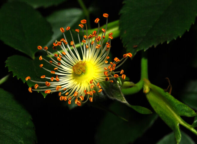 Auch nach dem Verhlühen noch reizvoll