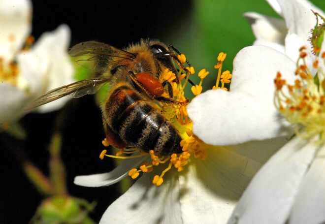 Akrobatisch-fleißig!