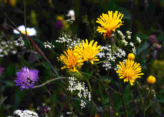 Feldblumenstrauß