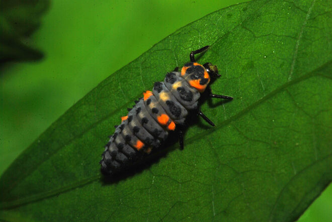 Wer kennt dieses Insekt,Larve....ca 10-15 mm