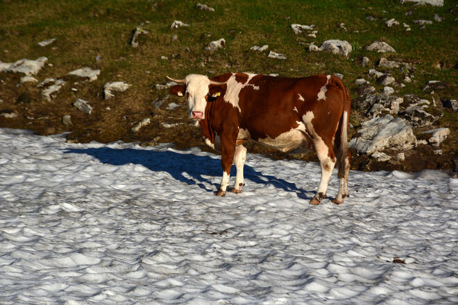 Diese Hitze!  (Aufgenommen in Hintertrattberg)