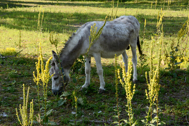 Weiden inmitten "königlicher" Kerzen