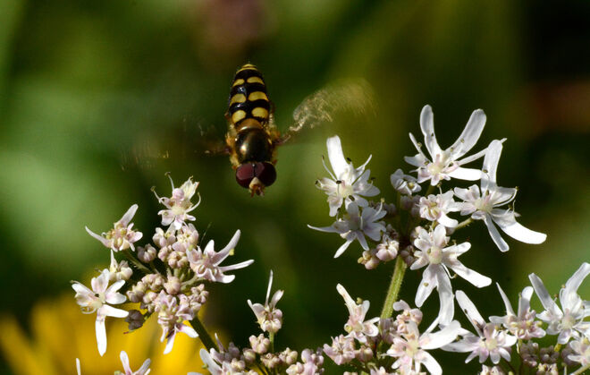 Eine Schwebfliege !!!