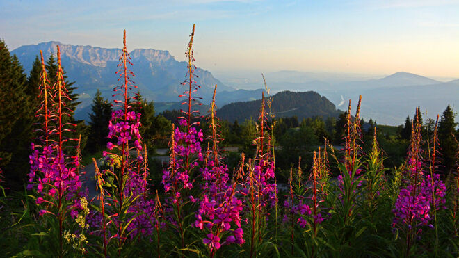 Morgenstunde am Roßfeld