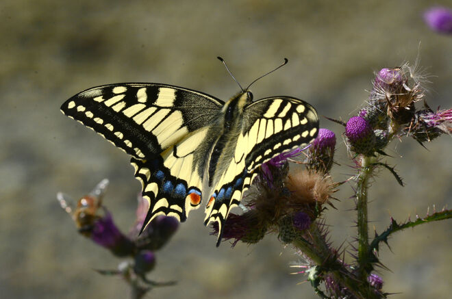 Erfreulicher Anblick