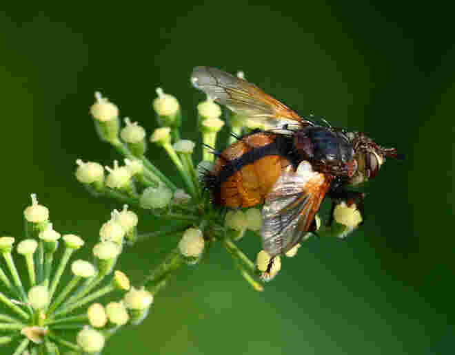 Raupenfliege