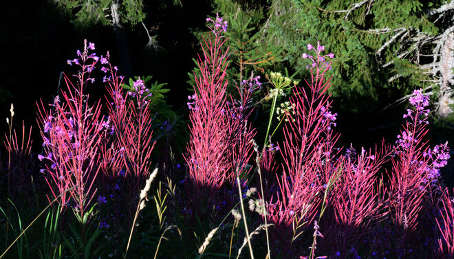 Leuchten im Morgenlicht