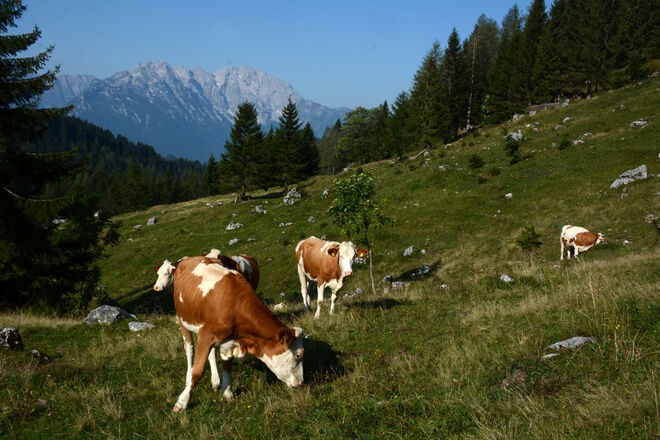 Auf der Alm