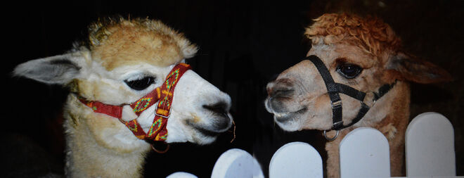 Zu sehen: beim Halleiner Weihnachtsmarkt