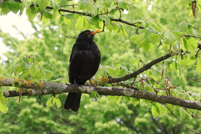 Amselmännchen lauscht dem Gesang eines Nebenbuhlers