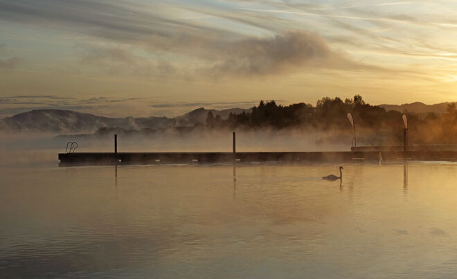 Schwan im Nebel am Wallersee