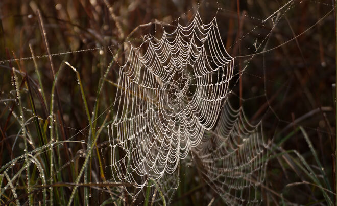Raureif am Spinnennetz