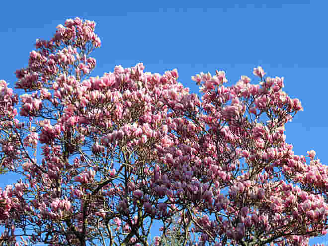 Ein Himmel voller Magnolien