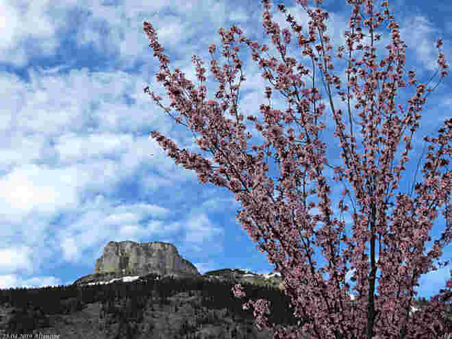 Loserblüten