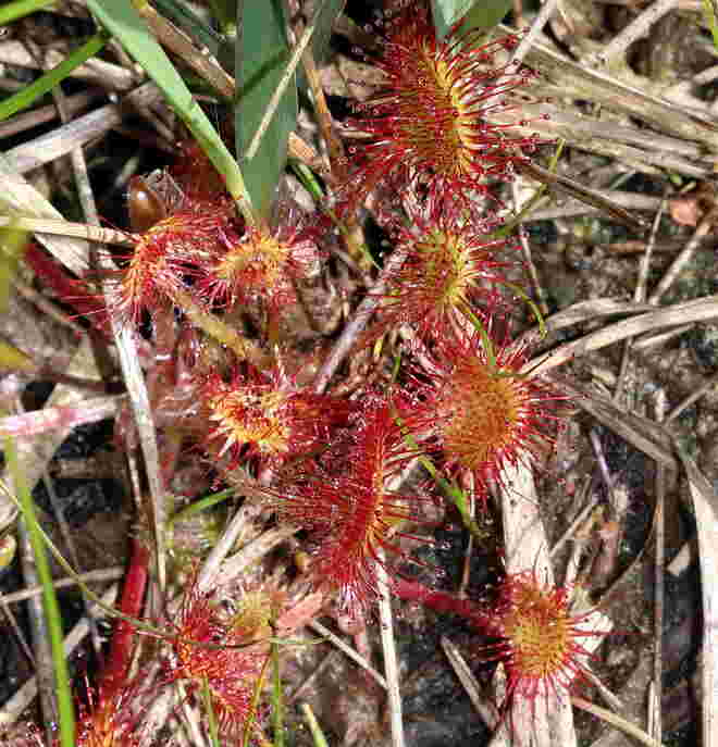 Sonnentau