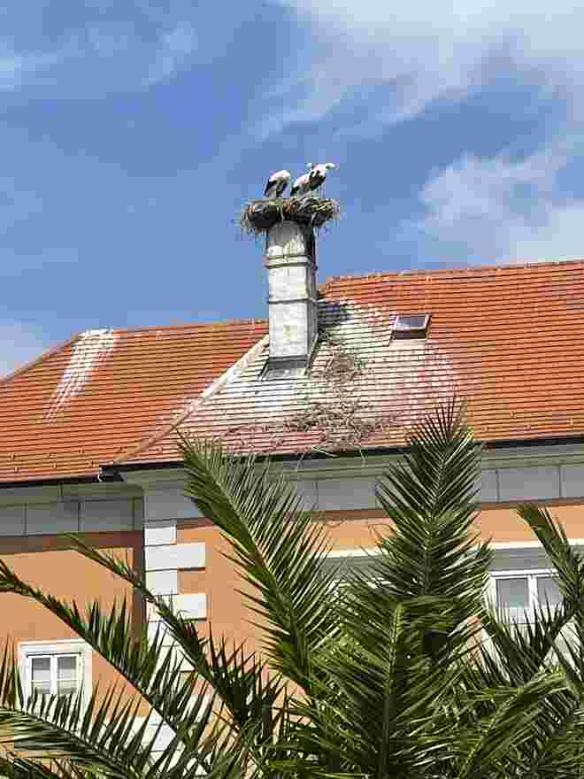 Allmählich wird es Zeit, das Nest zu verlassen
