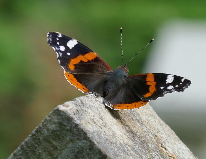 Besonderer Grabschmuck