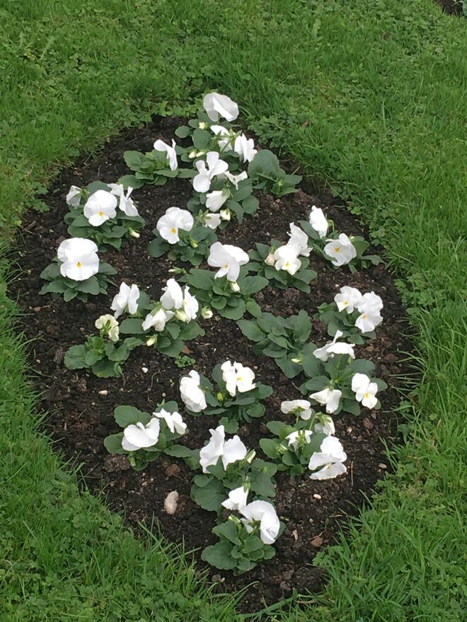 Exakte Blumen-Symetrie