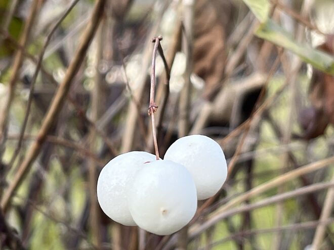 Die gewöhnliche Schneebeere