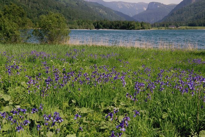 Iriswiese in reizvoller Umgebung