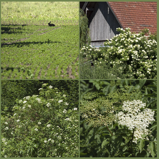 Hollerzeit... und in der Ferne ein Hase