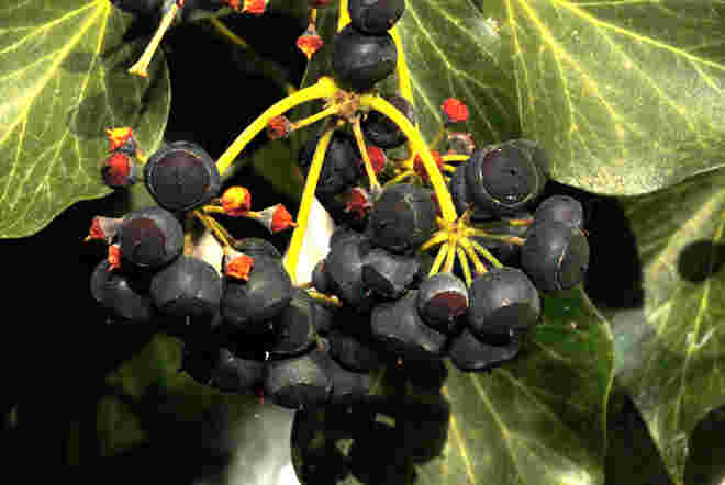 Efeu-Beeren