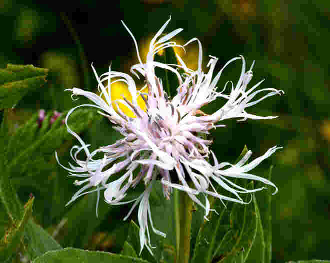Weiße Bergflockenblume
