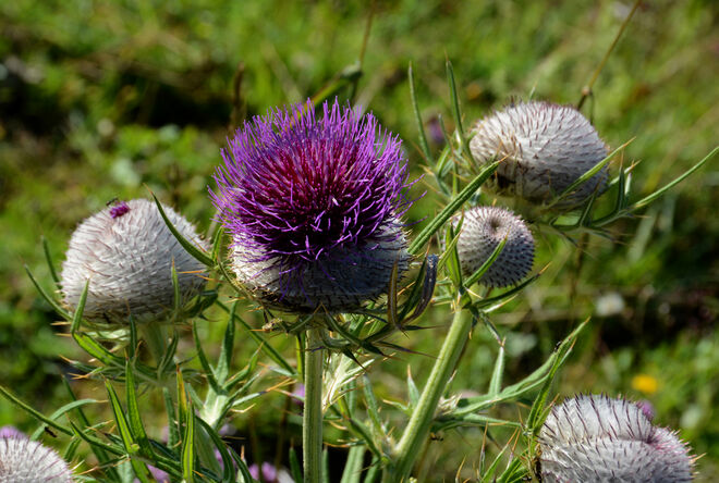 Stachelige Schönheit