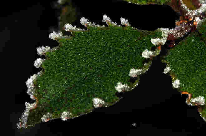 Raureif