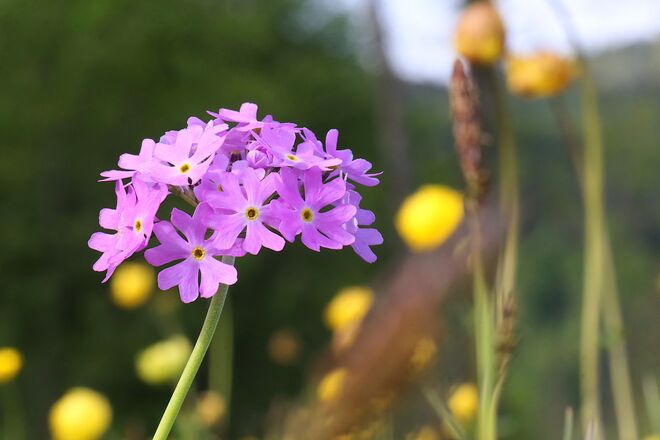 Mehlprimel in der Trollblumenwiese