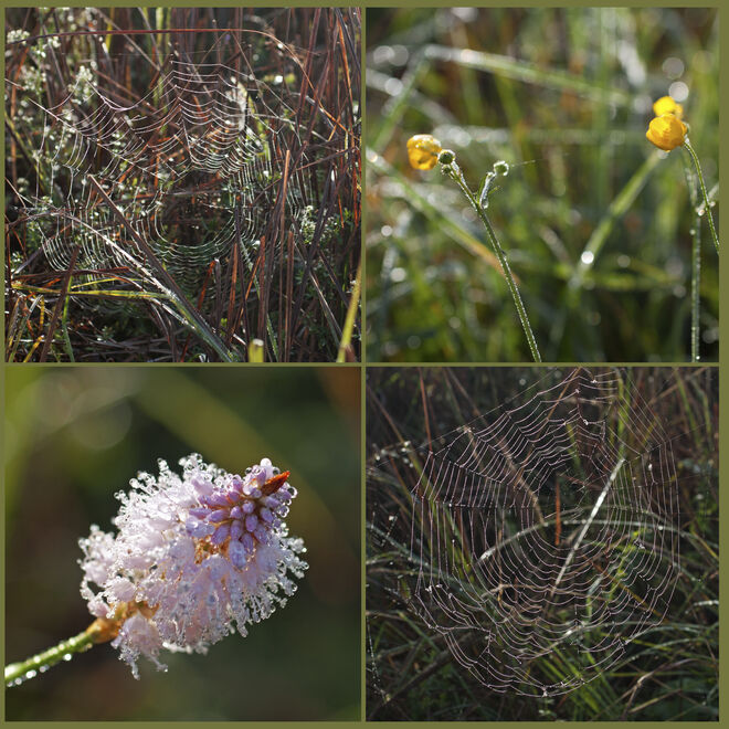 Reif auf letzten Blüten und Spinnennetzen