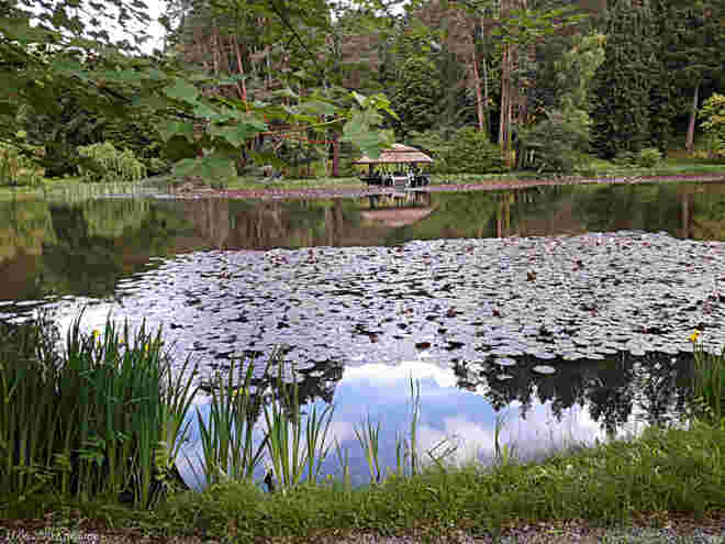 Seerosenteich Schloss Feistritz