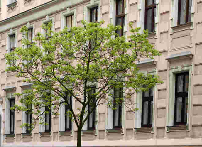Frisches Grün in der Stadt