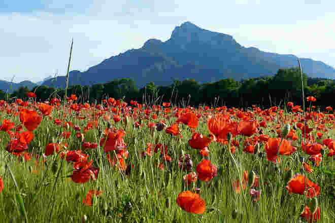 Rote Schönheiten im Getreidefeld