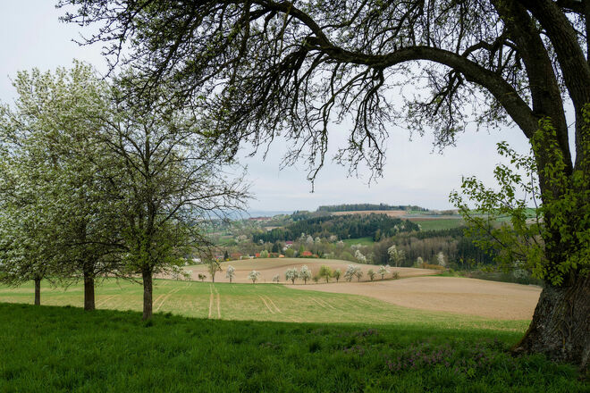 Kirschblüte in Scharten