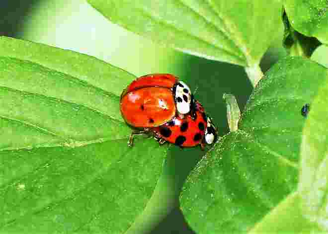 Liebe im Kleinen