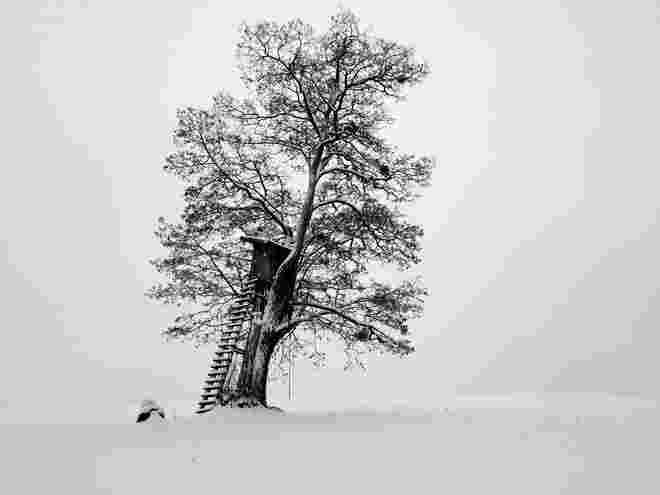 Winterbaum