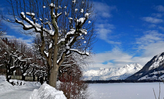 winterlicher Zellersee