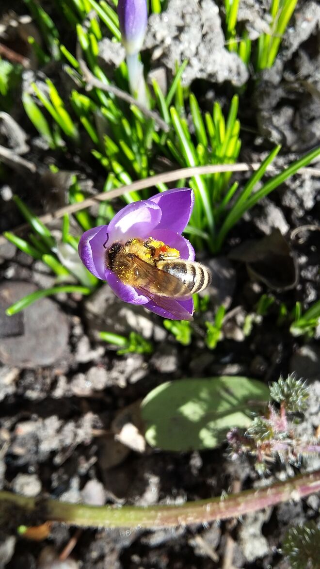 erste Frühlingsmahlzeit