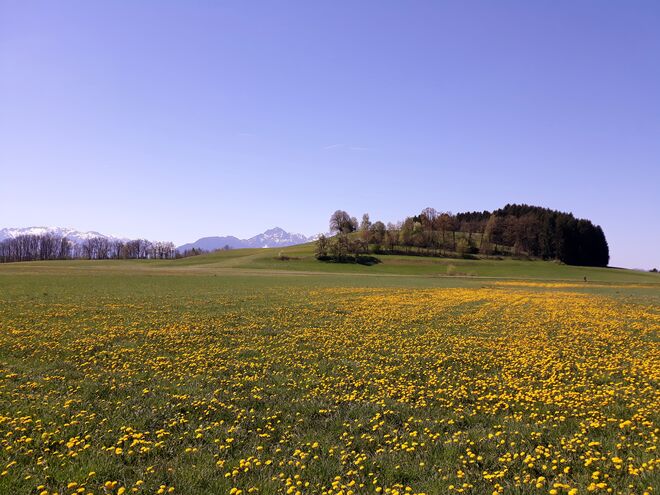 Maiwiese im April....