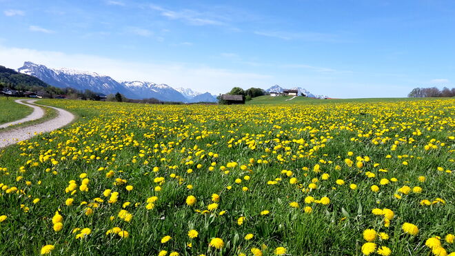 Löwenzahn .... so weit das Auge reicht